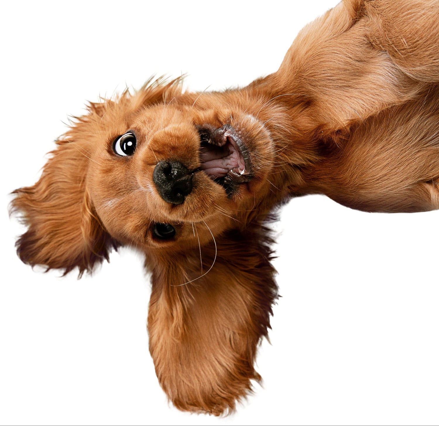 Playful dog used to represent LifeProtect pet-friendly flooring lifestyle